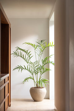 Palm plant 210cm sfeerfoto