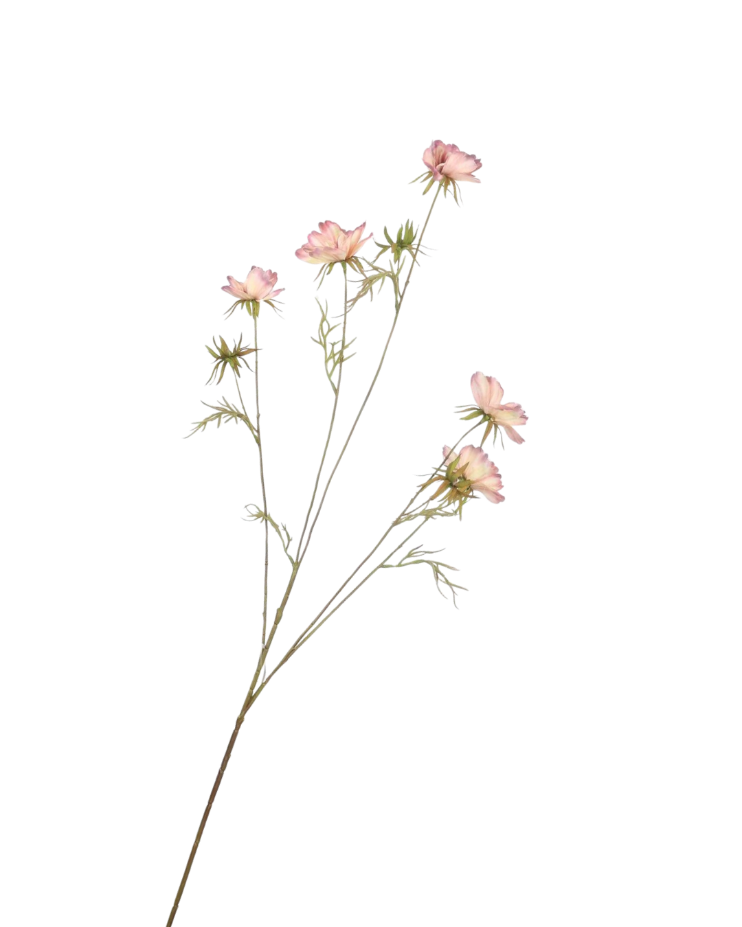Zijden Cosmos Blush 100 cm