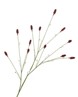 Zijden Sanguisorba Bordeaux 100 cm