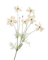 Zijden Cosmos Ivoor 85 cm