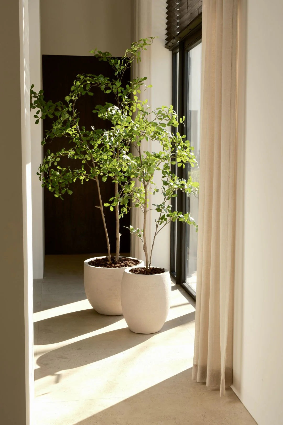 Moringa tree | 210cm