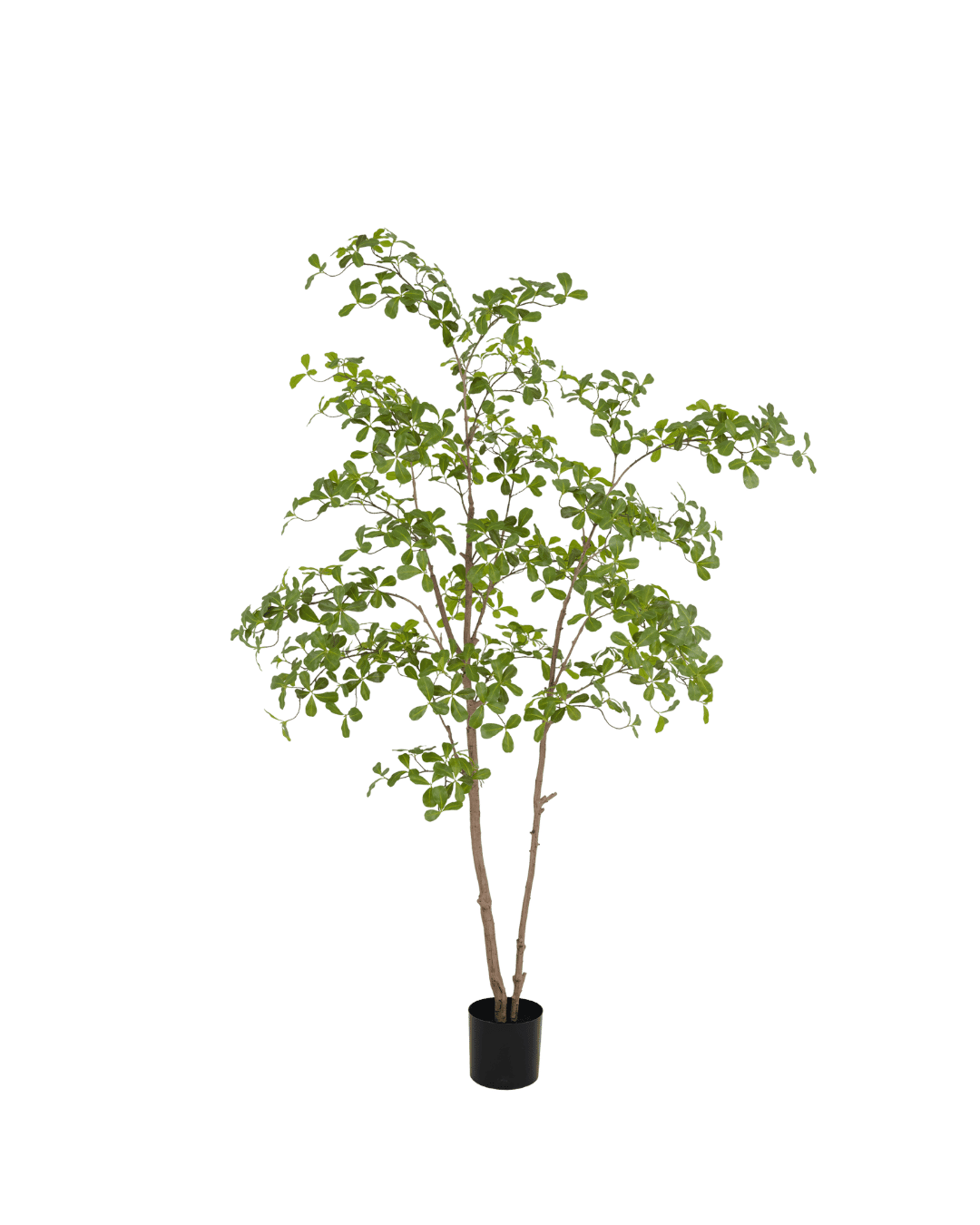 Moringa tree | 210cm