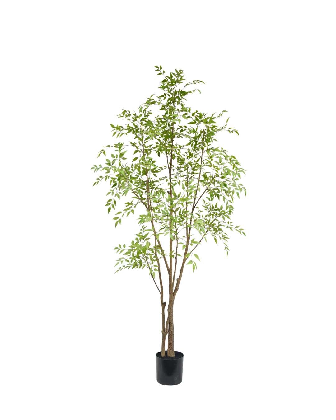 Nandina boom | 210cm