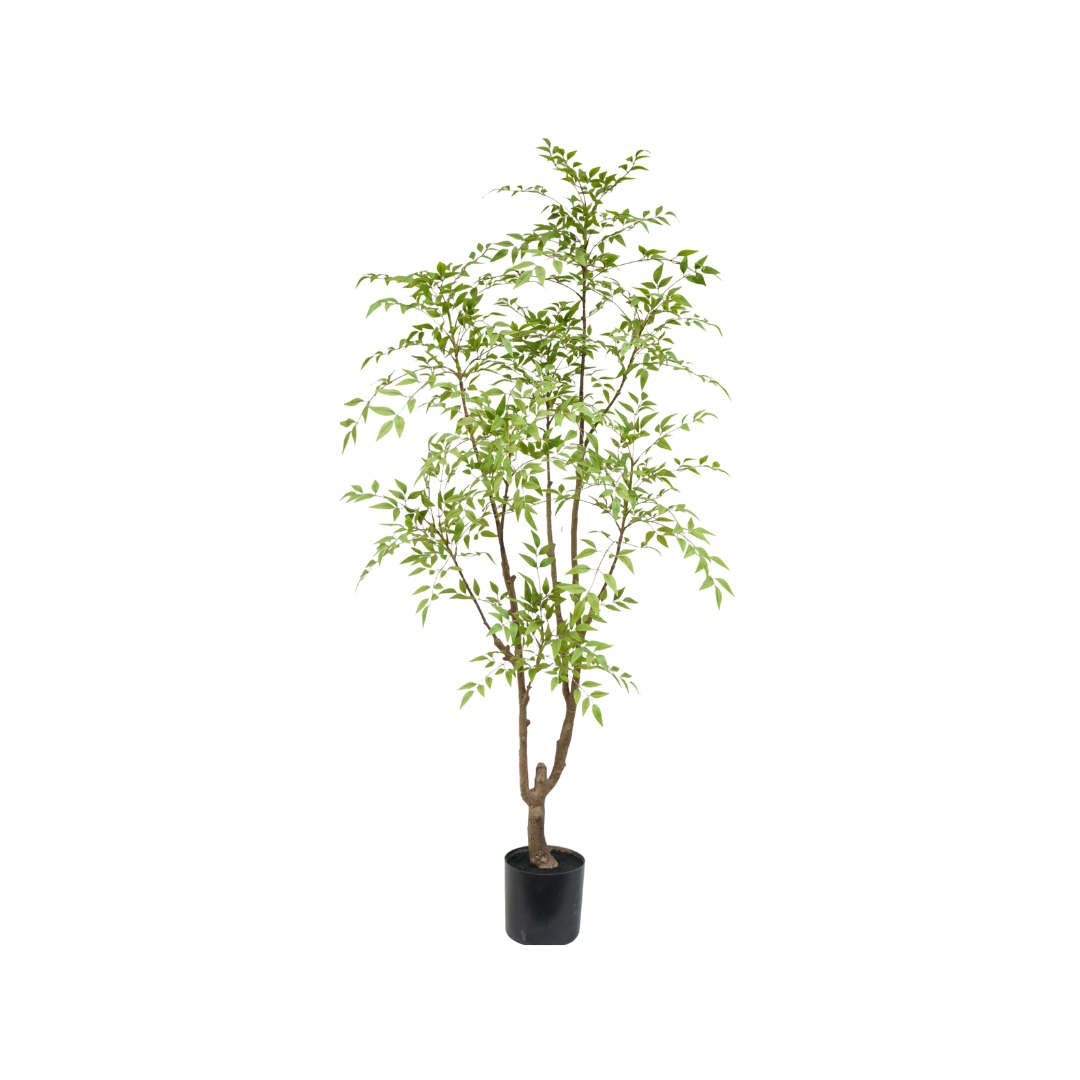 Nandina boom | 180cm