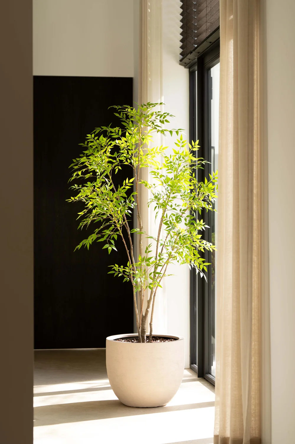 Nandina boom | 210cm