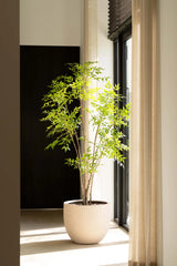 Nandina boom | 210cm