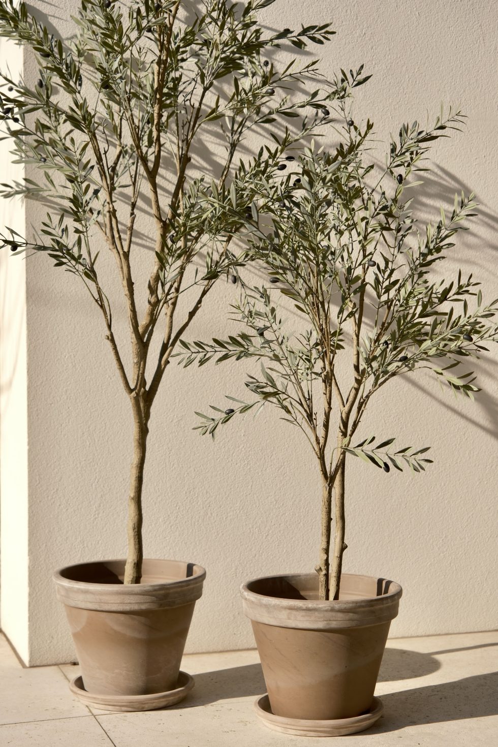 Olive tree | 120cm UV