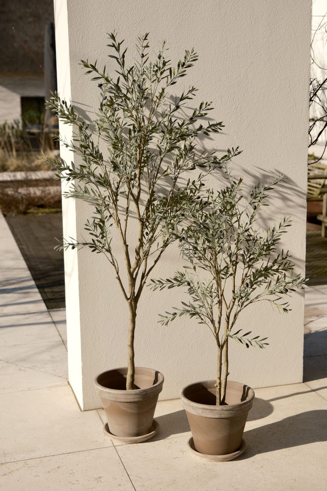 Olive tree | 120cm UV