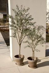 Olive tree | 120cm UV