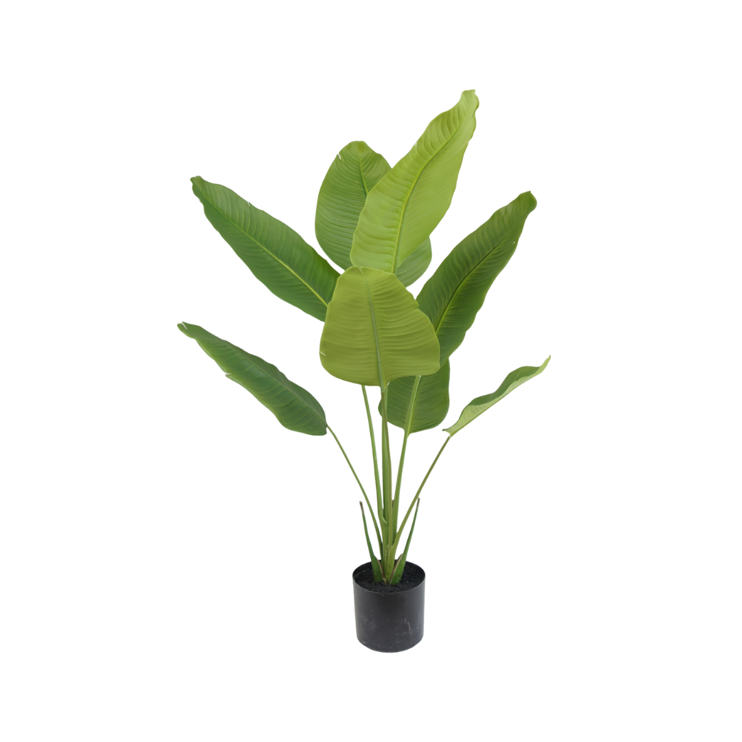 Strelitzia plant | 120cm
