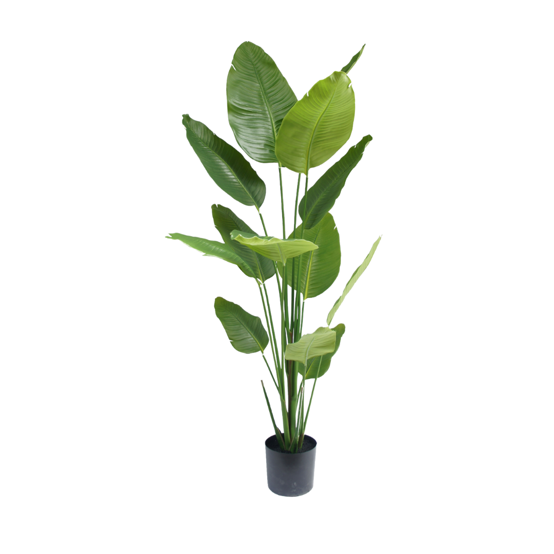 Strelitzia plant | 180cm